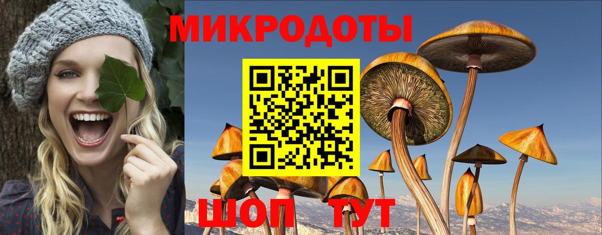 Псилоцибиновые грибы Psilocybe Ишим
